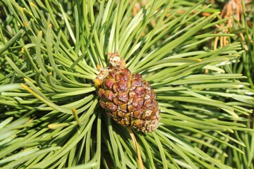 Cone of mountain pine tree Pinus Mugo with buds, long branch and coniferous. Mughus pumilio cultivar dwarf in rock park. Composition for holiday christmas card. Nature botanical concept. Close-up