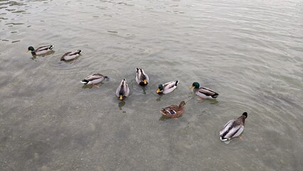 ducks on the beach
