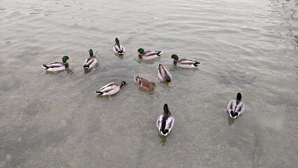 ducks on ice