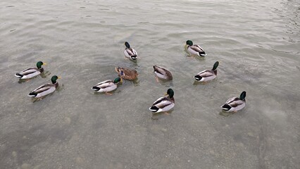 ducks on the beach