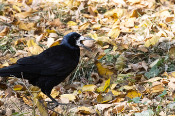 A crow walks with a nut clasped firmly in its beak and its sharp eyes scan the surroundings, alert to any threat.