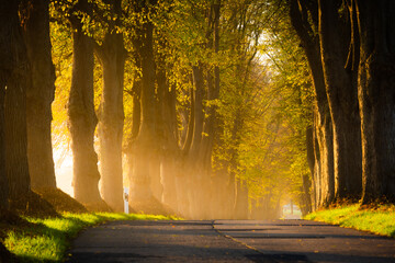 Die Sonne scheint durch Bäume und Nebel in eine Allee Straße - 545696031