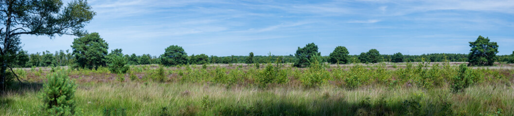 Panorama photo of a green heath landscape on the Kroonvense heide (nature reserve) in Dutch Limburg