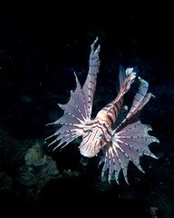 Vertical shot of a red lionfish swimming in dark waters