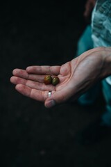 Vertical shot of a hand holding coffee beans