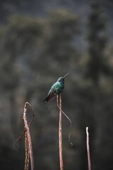 Vertical shot of a hummingbird perched on the weathered plant