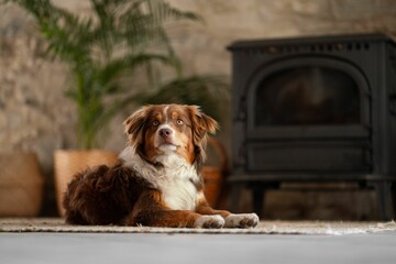 Selective shot of an Australian shepherd (herding dog) sitting on a carpet in front of a wood heater