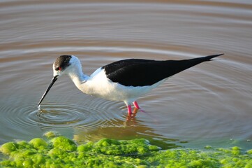 Closeup shot of a black-winged stilt bird wading in a pond