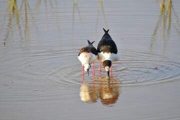 Closeup shot of a pair of black-winged stilt birds wading in a pond
