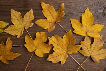 Naklejka na ściany i meble Yellow autumn leaves on wooden dark natural wood. Autumn background