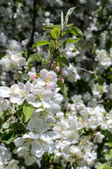 Beautiful spring bloom, blurred background. Selective focus. Floral background.