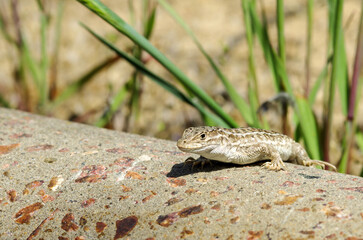 A small lizard sits on the concrete surface of the pipe, basking in the sun.
