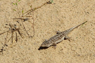 A small lizard sits on the sand near, basking in the sun.