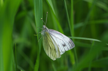 Cabbage butterfly sits on green grass