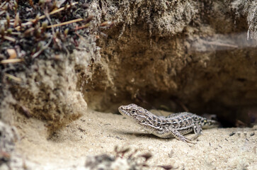 A small lizard sits on the sand near its burrow, basking in the sun.