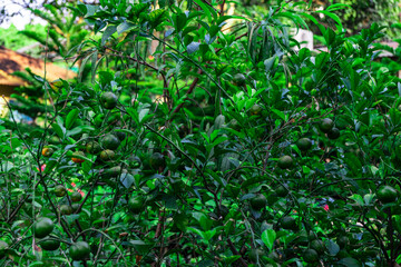 bushes with fruits of green tangerines. Fruits of mandarin selective focus