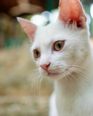 Vertical shot of a white cat with a blurred background