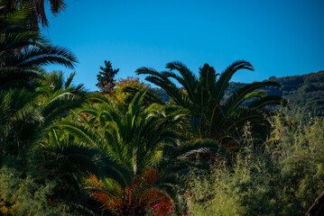 Fototapeta na wymiar Palms Tops Against Background Of Others Trees and Blue Sky In Moraitika, Corfu, Greece.