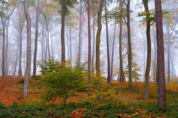 Wald im Nebel
