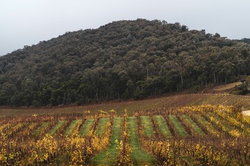 View of vineyards and a green hill with dense vegetation. Countryside autumn landscape.
