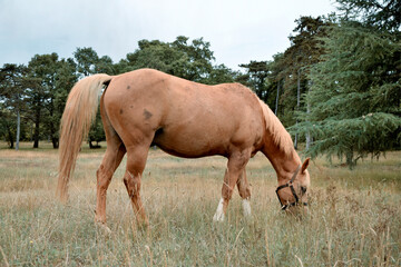 Naklejka na ściany i meble Horse in the field. Horse grazing. Farm of horses