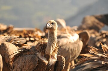 Selective focus of a Griffon Vulture bird among the other vultures