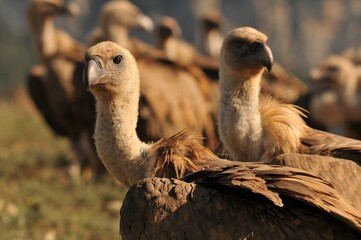 Selective focus of a Griffon Vulture bird among the other vultures