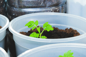 Growing genetically pure products. Non-gmo food. 100 natural product.