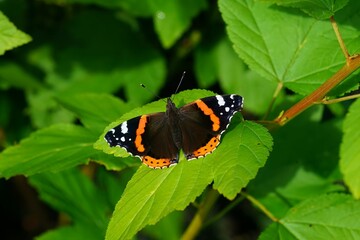 Closeup of a red admiral (Vanessa atalanta) on a green leaf