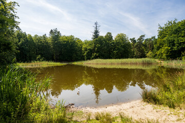 Pond in the forest with reflection and with veil clouds in Dutch Limburg