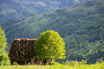 Green tree with beautiful mountains in the background on a sunny day