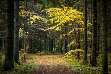 Autumn trees in the forest