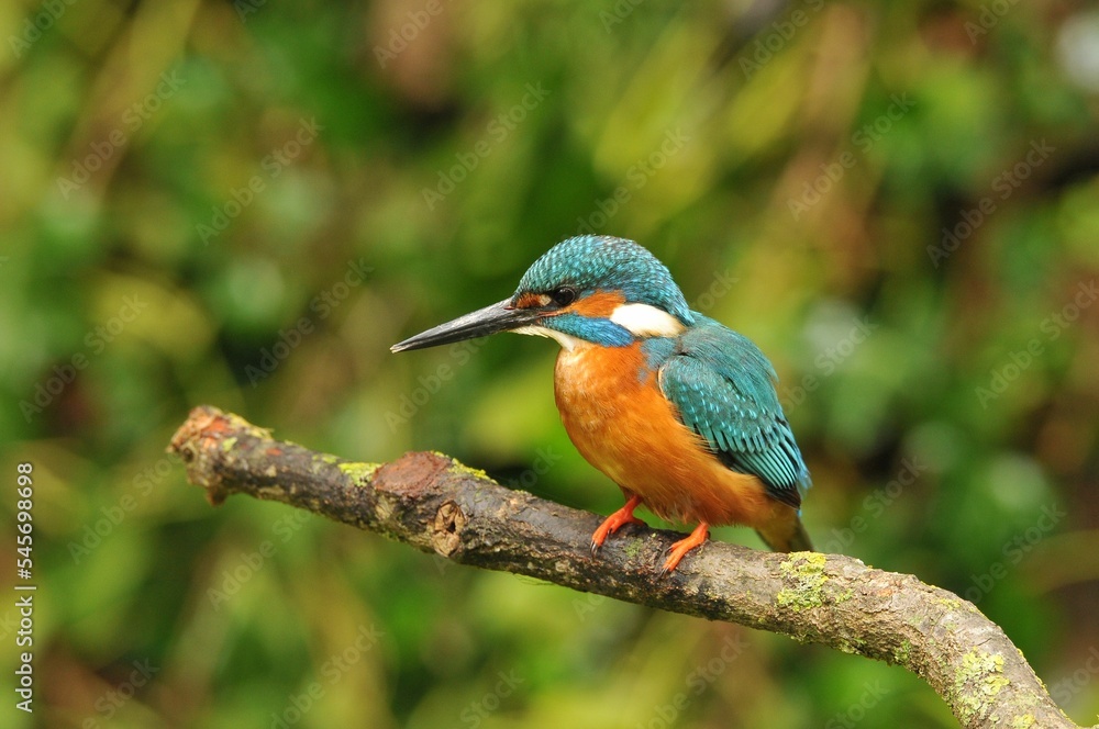 Poster selective focus of a colorful common kingfisher perched on a tree twig in the park