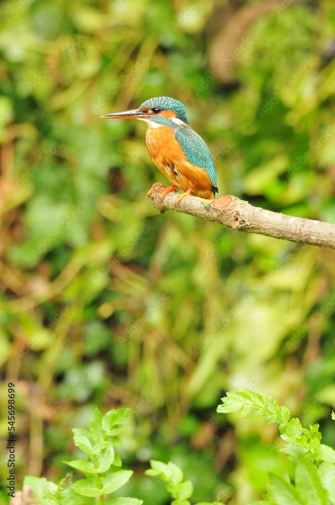 Poster vertical selective focus of a colorful common kingfisher perched on a tree twig in the park