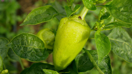 Pepper bio green capsicum annuum farm sweet bell jalapeno grow ripe fresh plant plantation chile detail close-up field land vegetable cultivars farming soil organic freshness agricultural Europe
