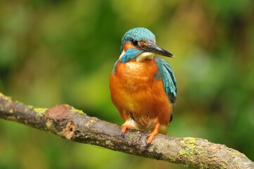 Selective focus of a colorful Common kingfisher perched on a tree twig in the park