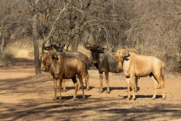 Fototapeta premium Beautiful shot of a group of wildebeests in a field