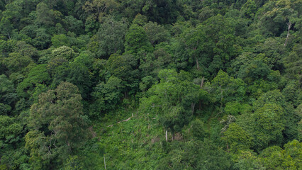 Aerial photo of tropical forest in Aceh Province, Indonesia.	