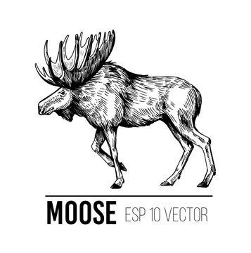 Moose. hand drawn illustration. Vector sketch