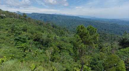 Fototapeta na wymiar Tropical forest in Aceh Province, Indonesia