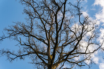 Huge tree trunks, branches. Big and old tree, spring weather. 
