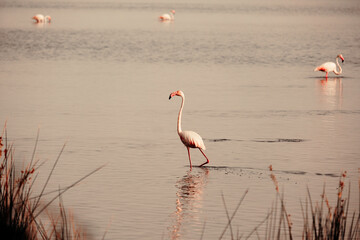 Flamingo auf Sardinien