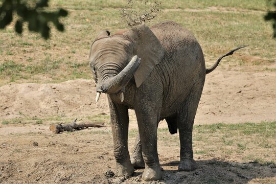 Adorable African bush elephant blowing dirt with the trunk up in the savanna