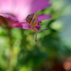 snail on a flower