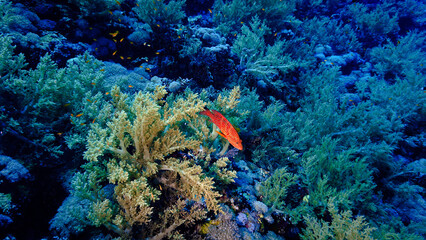 Underwater photo of a beautiful drop off wall and colorful soft coral reef.