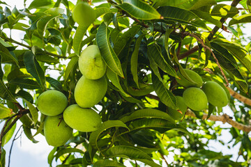 Mangos am Baum