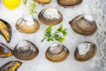 River mussels and oysters. Seafood shells. Mussels on ice with lemon and fishing nets. Showcase of fish sea restaurant concert. River mussels with white husks. Marine shellfish sale concept