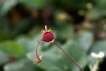 Selective focus shot of an unripe strawberry
