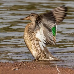 Green Winged Teal Flapping Wings