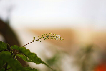 Selective focus shot of a Bloodberry flower